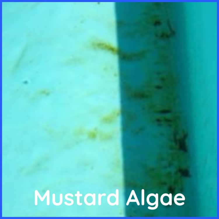 Mustard Algae in Shade