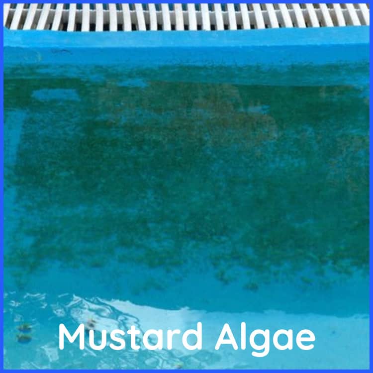 Mustard Algae on Pool Wall