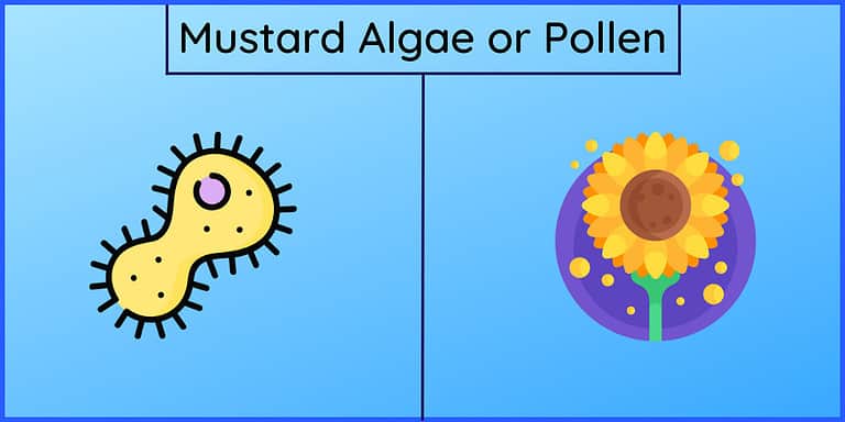 Mustard Algae or Pollen? How to Know (With Pictures)