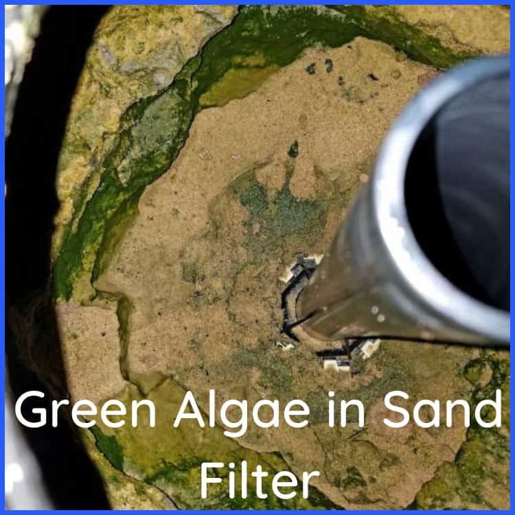 Green Algae in Sand Filter