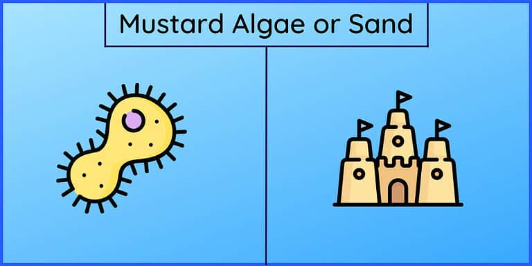 Mustard algae or sand – How to Know (with Pictures)